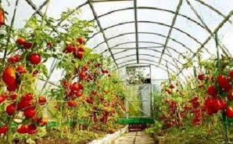 افتتاح و کلنگ‌زنی ۵۳ پروژه کشاورزی در استان زنجان