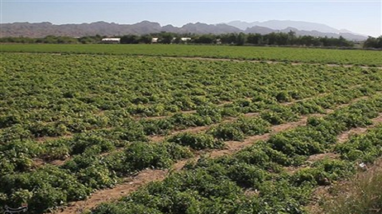 واگذاری ۱۲۷ هکتار زمین برای اجرای طرح‌های کشاورزی در قزوین