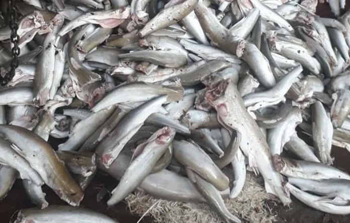 هشدار درباره خرید و مصرف ماهیان حرام گوشت