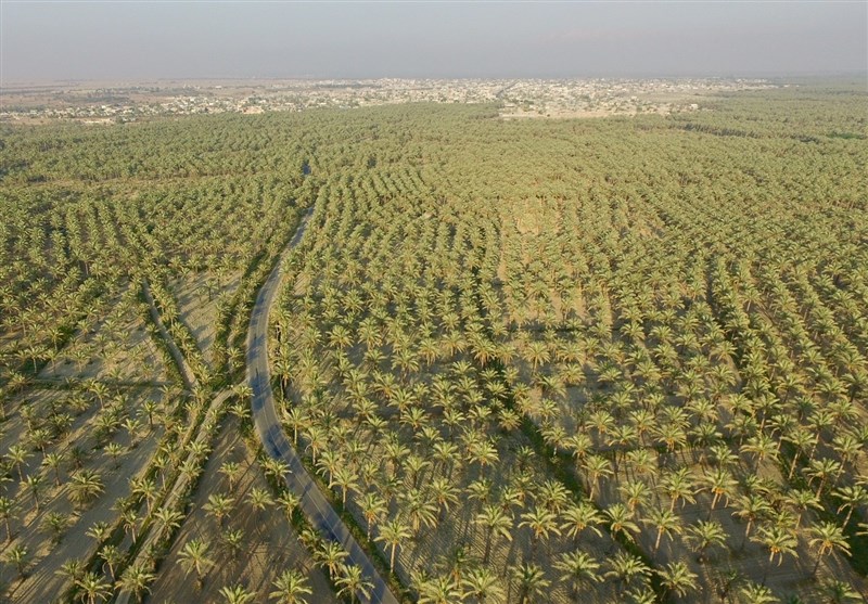 تکمیل طرح تحول نخلستان مهمترین خواسته نخلداران دشتستان