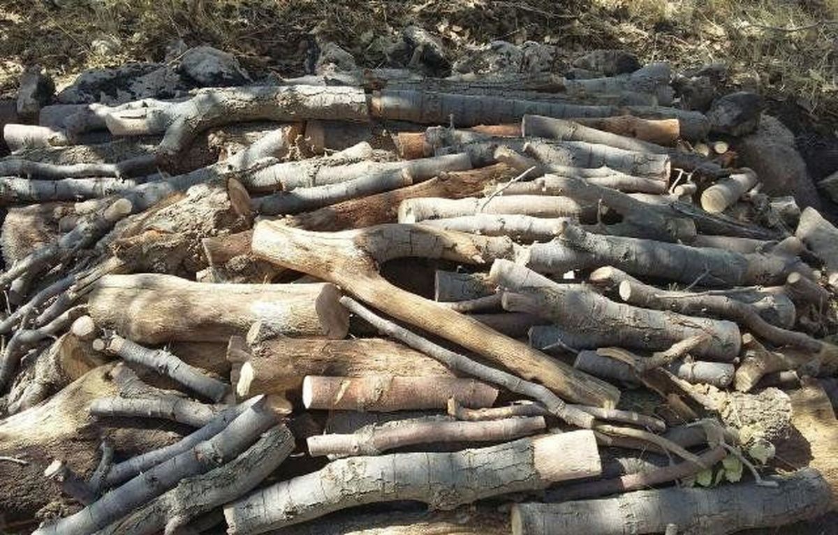 کشف و جمع آوری شش هزار کیلوگرم چوب و زغال بلوط جنگلی‌ در خمینی شهر