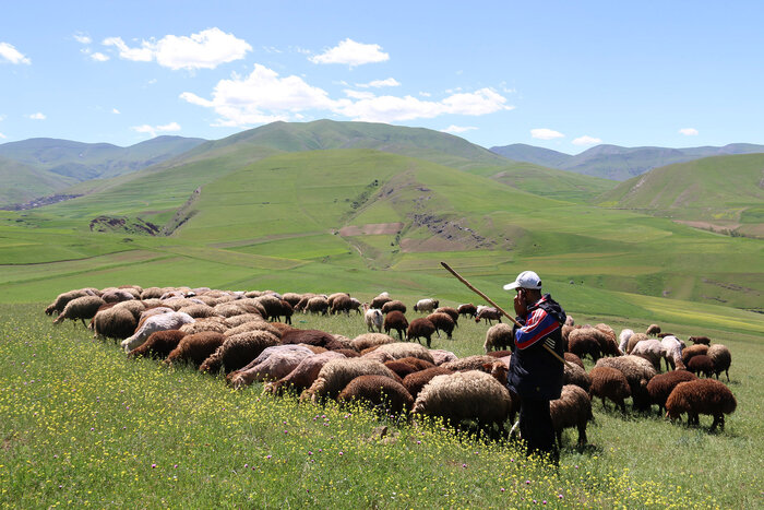 بیش از ۵۲ هزار هکتار از مراتع کردستان امسال به بهره‌برداران واگذار شد