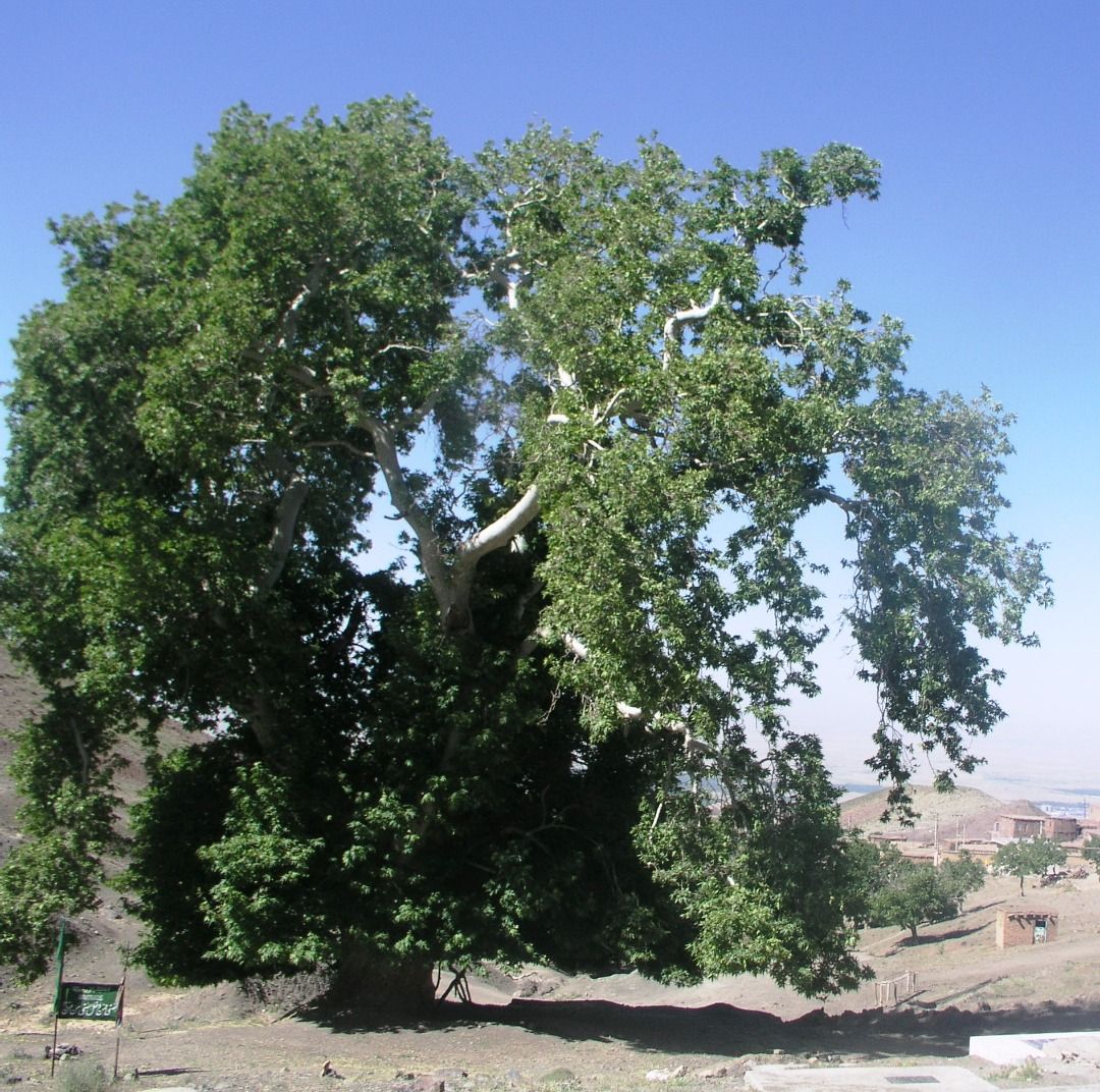 ثبت درخت چنار ۴۰۰ ساله روستای 