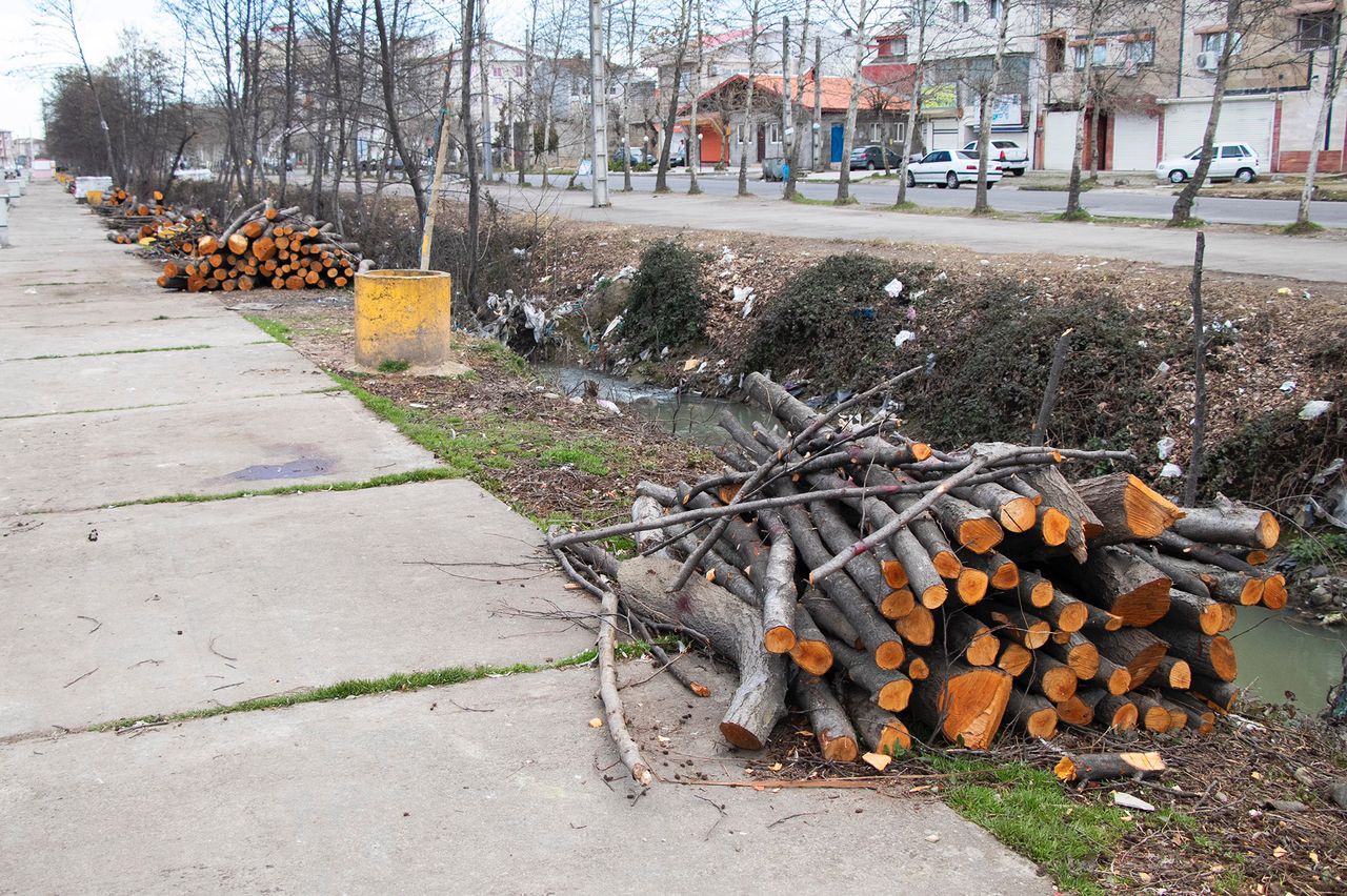 ورود دستگاه قضا برای جلوگیری از قطع درختان در شهر فومن