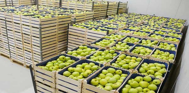 ذخیره سازی ۳۳۰ تن سیب در استان قزوین 