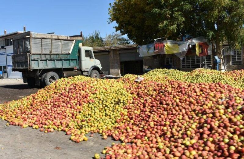 پرداخت تمام بهای خرید تضمینی سیب صنعتی به باغداران مهابادی