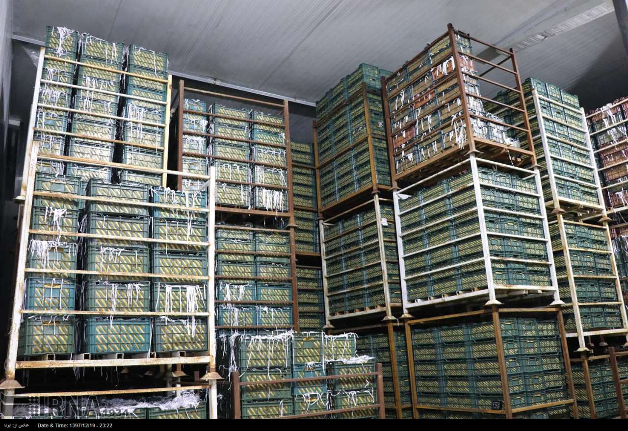 ذخیره سازی ۴۰۰ تُن سیب شب عید در خراسان جنوبی