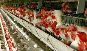 تکمیل زنجیره گوشت مرغ در خراسان شمالی /افزایش ۱۴.۵ درصدی جوجه ریزی در مرغداری‌ها