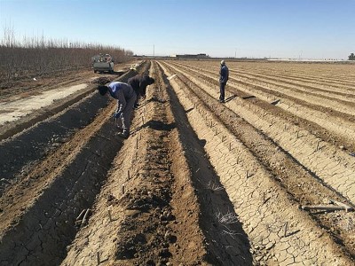 کاشت نهال غیر مثمر در تصفیه خانه فاضلاب شهر ورزنه