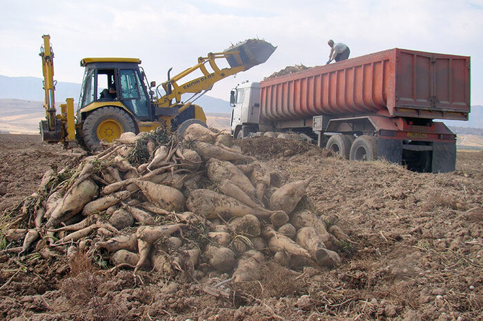 حمایت وزارت کشاورزی از توسعه کشت چغندر قند در خوزستان
