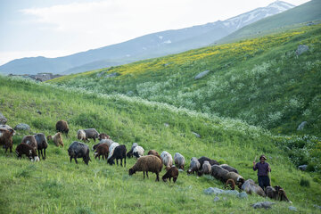 واگذاری بیش از ۳۳ هزار و ۹۰۰ هکتار از مراتع به بهره برداران