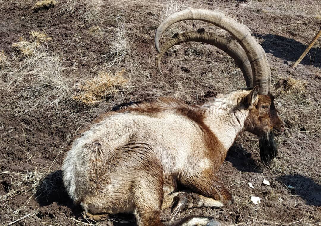 شیوع دوباره طاعون نشخوار کنندگان کوچک در حیات وحش طالقان