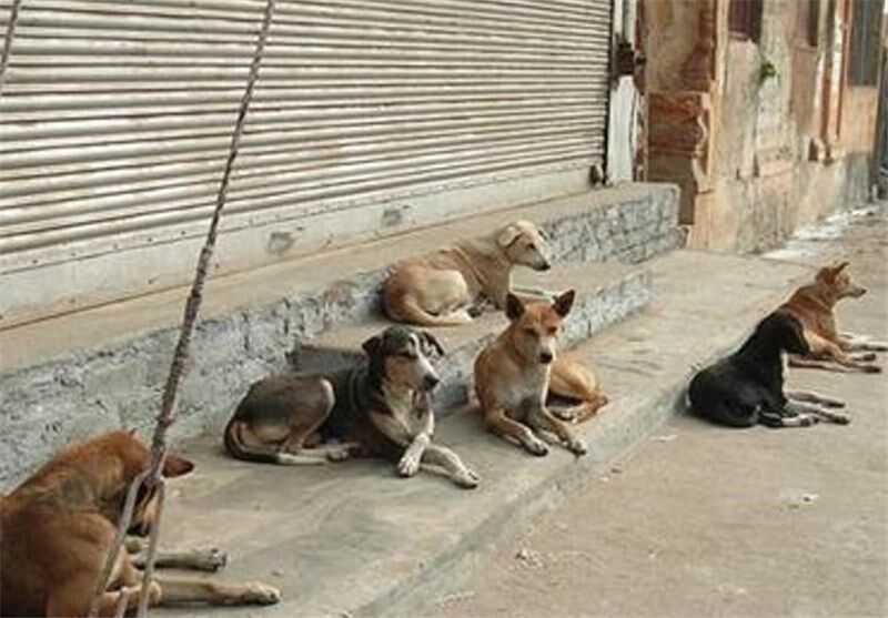 جمع آوری سگ های بدون صاحب خواسته شهروندان