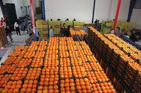 ذخیره سازی یکهزار و ۱۰۰ تن سیب و پرتقال میوه شب عید در آذربایجانغربی