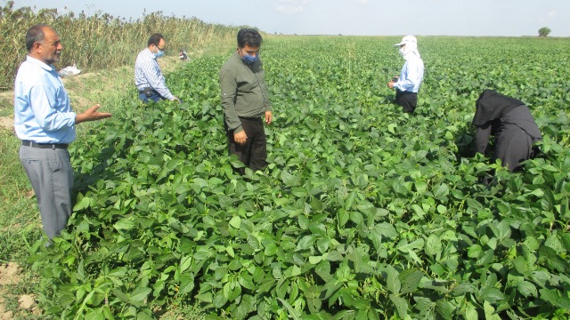 جلوگیری از رشد آفت تغذیه کودی مزارع در خوزستان