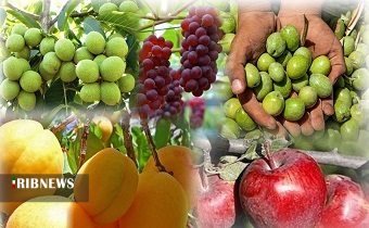 تولید محصولات کشاورزی مرغوب در زنجان