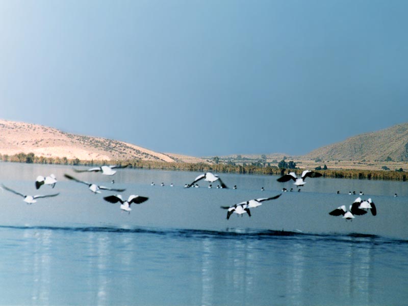 تالاب و دریاچه ارژن در کازرون