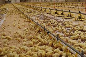 چهار میلیون قطعه جوجه‌ ریزی برای تأمین بازار مرغ آذربایجانغربی