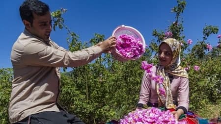 ورود فناوری به بازار گل محمدی و گیاهان دارویی