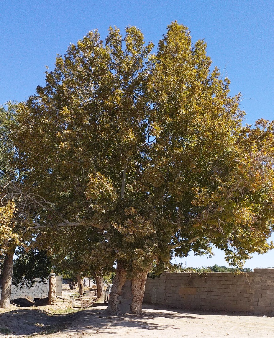 چنارکهنسال گناباد و آبشار روستای آبگرم کلات؛ در فهرست میراث طبیعی ملی