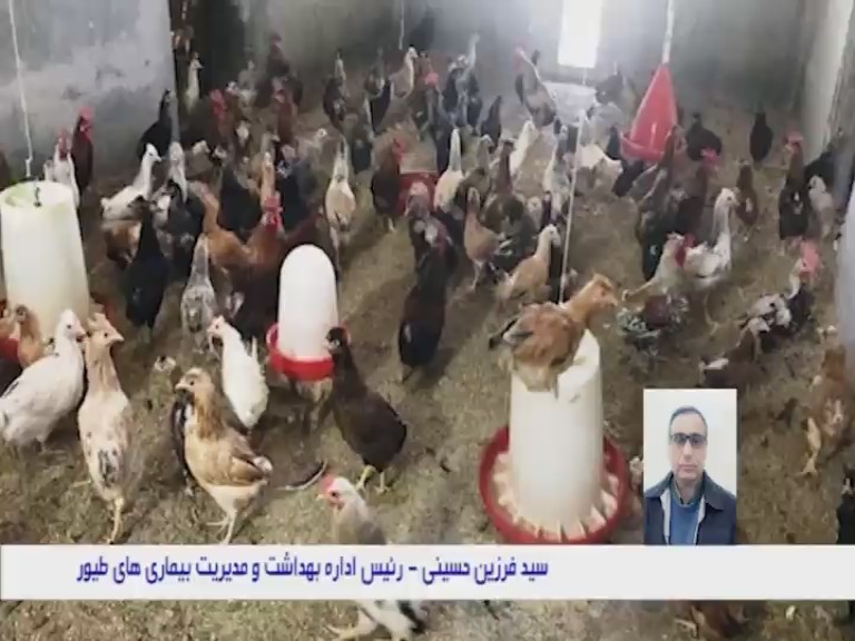 شناسايي ۱۶کانون بيماري نيوکاسل در خراسان شمالی