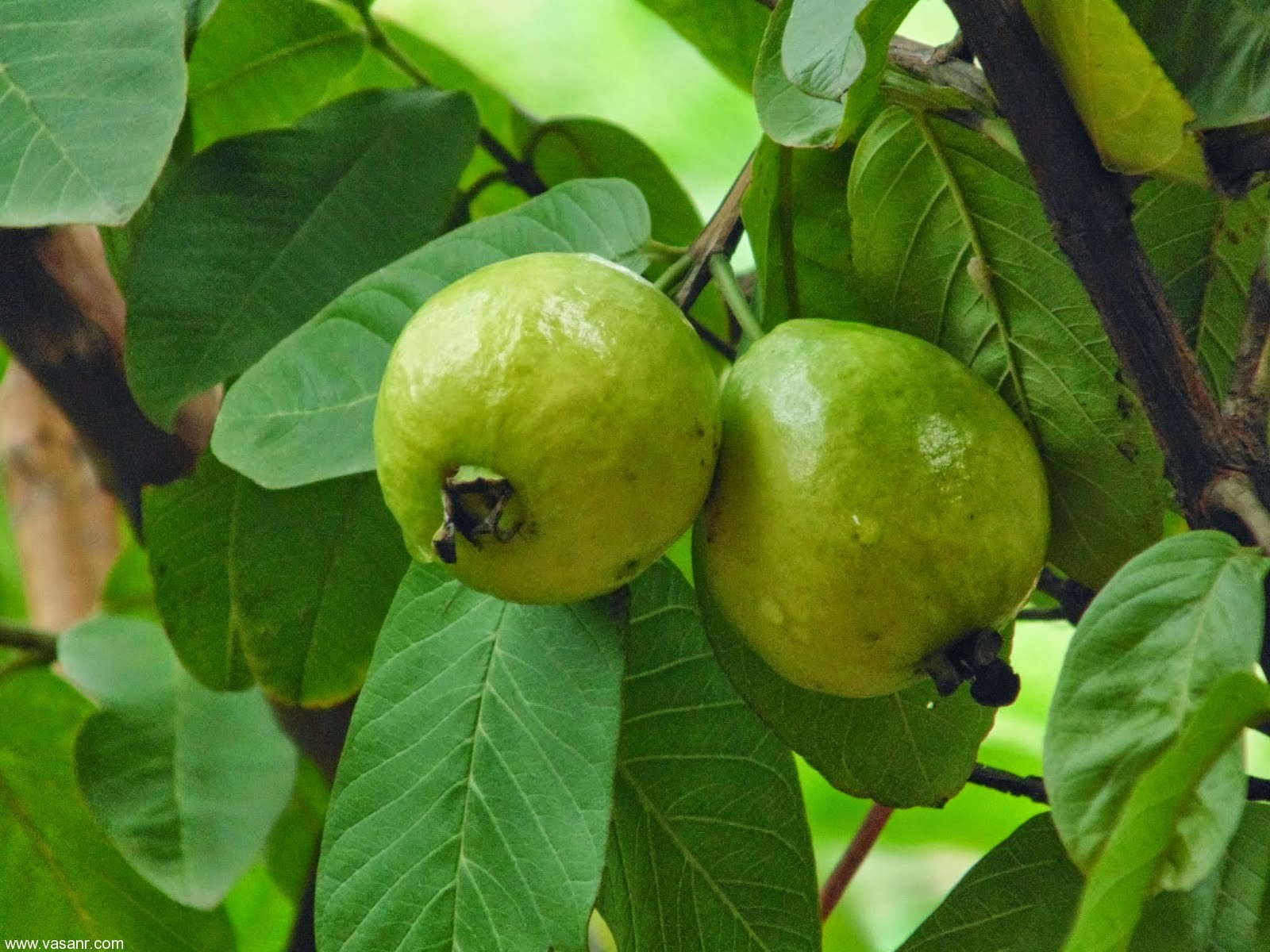 برداشت میوه گرمسیری گواوا در میناب