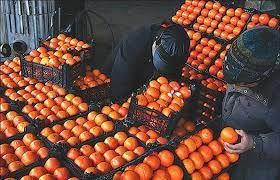تهیه و تامین پرتقال جهت تنظیم بازار میوه شب عید