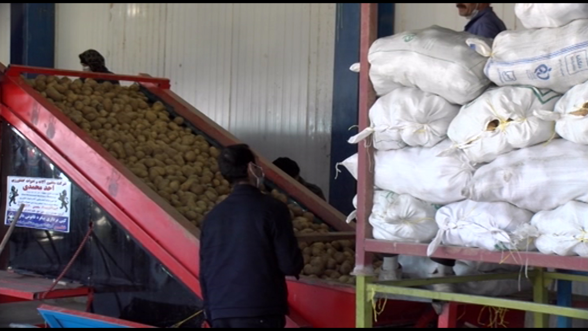 ذخیره سازی ۲۱ هزار تن سیب زمینی در چهارمحال و بختیاری