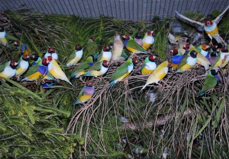 رصد مکان‌های عرضه ماهی زینتی و پرنده فروشی در استان قزوین