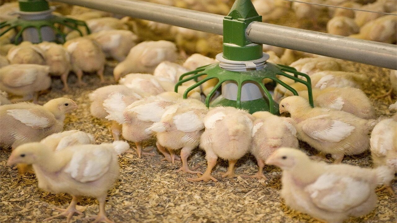 افزایش جوجه‌ریزی در مرغداری‌های قزوین
