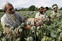 افزایش کشت خشخاش در افغانستان