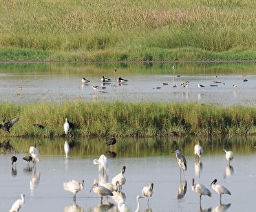 آذربایجان غربی میزبان ۳۰۸ گونه پرنده است