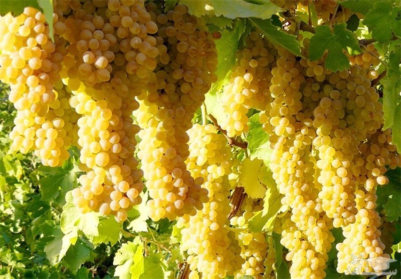 اجرای طرح افزایش بهره‌وری باغ‌های انگور کشور در قزوین
