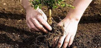 کاشت بیش از ۶ هزار درخت در روز درختکاری