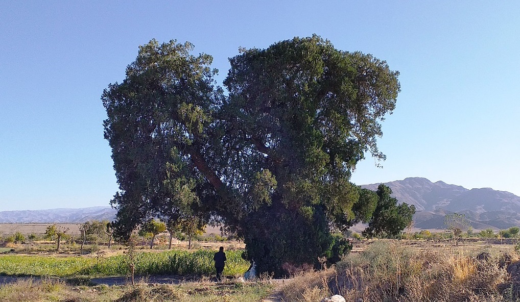 ثبت درخت سرو نوش کهنسال روستای زیبَد گناباد در فهرست آثار ملی