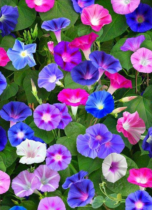 نیلوفر؛ ​گلی زیبا با رنگ‌های متنوع