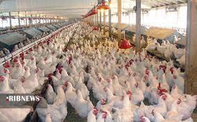 تولید بیش از۱۱ هزار و ۶۰۰تن گوشت مرغ تا پایان فرودین ۱۴۰۱
