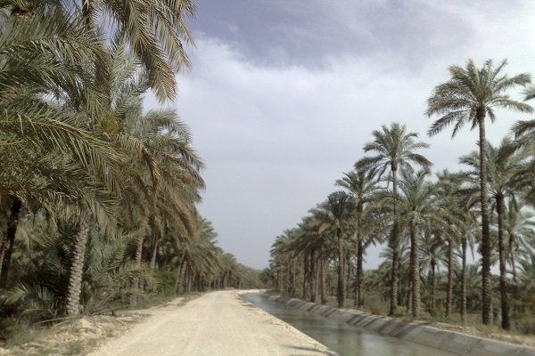 مجلس به پیشنهاد نماینده دشتستان در خصوص نخیلات رای مثبت داد