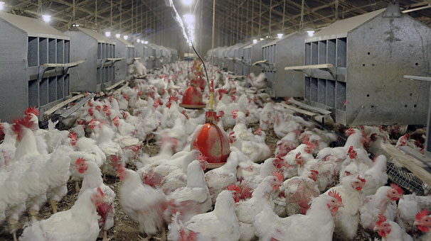 کشف بیش از  ۳ تن گوشت مرغ قاچاق در یزد
