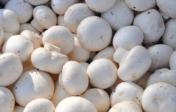 تولید سالیانه ۹۰۰تُن قارچ خوراکی دکمه‌ای در جویبار