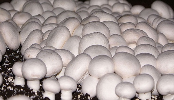 عصاره قارچ خوراکی رشد سرطان پروستات را متوقف کرد