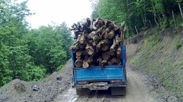 ممنوعیت حمل چوب در گیلان