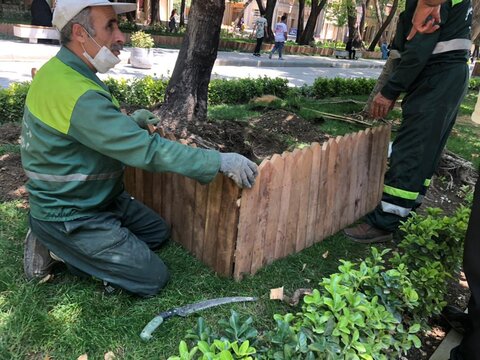 درخت‌بانی به جای درخت‌کاری