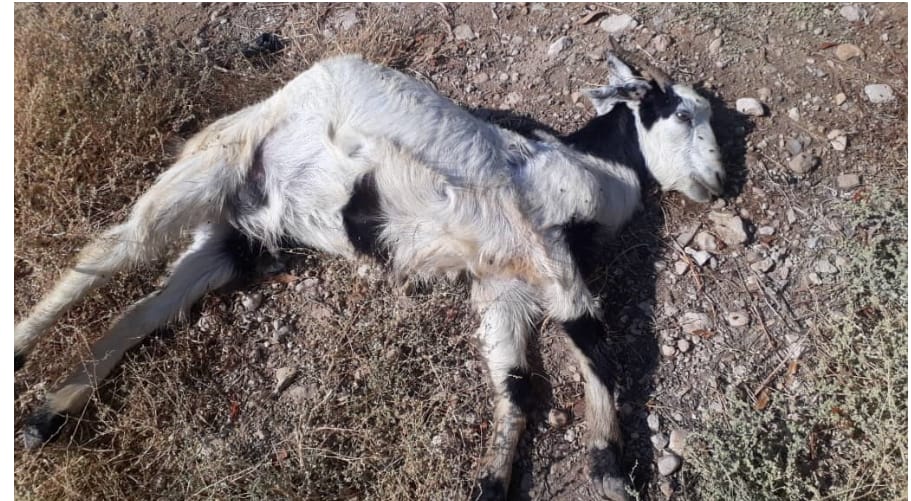 حمله پلنگ به گله گوسفندان در بشاگرد