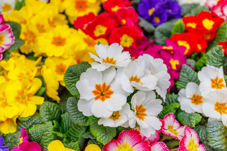 گل‌هایی به حال و هوای بهاری برای عید نوروز