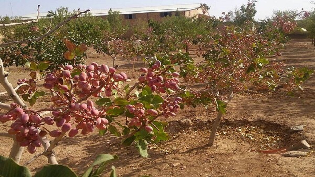 مبارزه با آفت پروانه چوبخوار پسته در مزارع کاشان