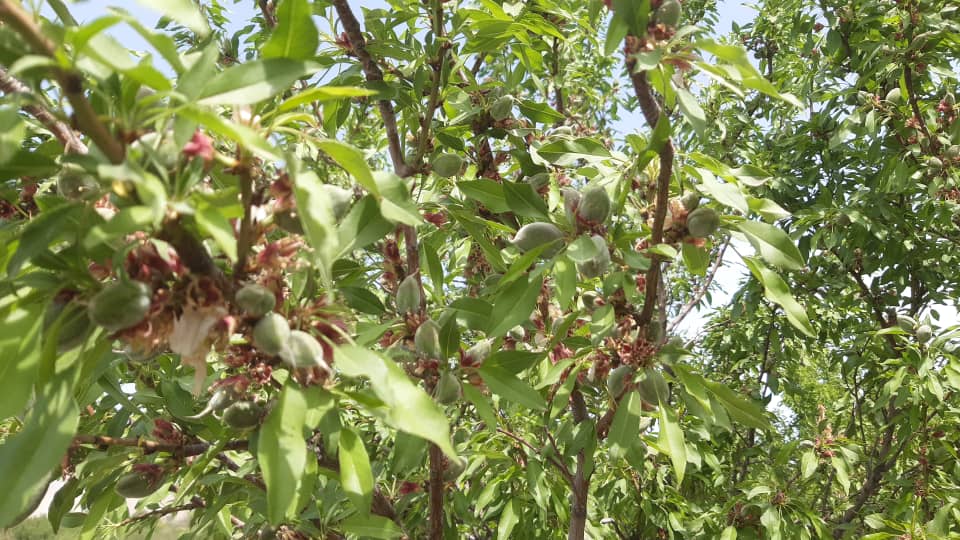 آغاز برداشت چغاله بادام از باغات خفر