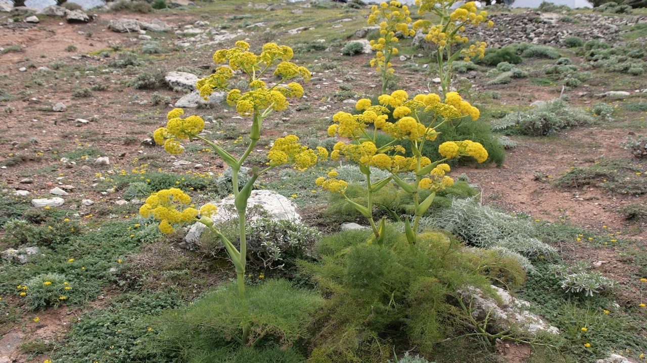 کشت گیاهان دارویی در میانکوه