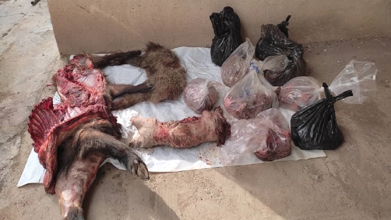 شکارچیان متخلف در تور محیط بانان استان قزوین