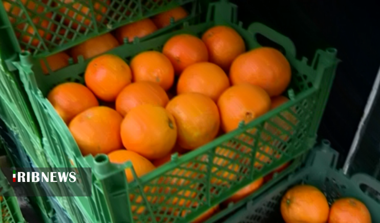 توزیع میوه تنظیم بازار از هفته آینده در بوشهر